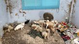 In Bangkok, 28 starving dogs found eating dead owner’s leg (VIDEO)