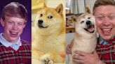 「超衰布萊恩」飛日本找「Doge」 網嗨翻：迷因界夢幻聯動！
