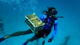 Go underwater with the scientists rushing to rescue coral from the Lower 48's only barrier reef