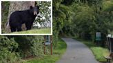 Large Black Bear Spotted Near North County Trailway In Millwood