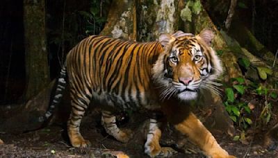 India enviará cuatro tigres a Camboya para repoblar selva