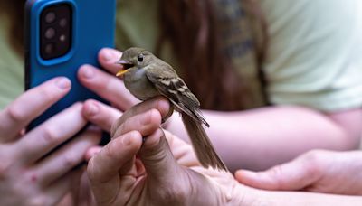 Word from the Smokies: Bird-banding program offers data and delight at Tremont