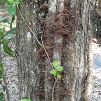 Detect and protect: Expert tips to identify and control poison ivy