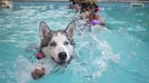 B.C. vet, pool company issue tips for pet safety