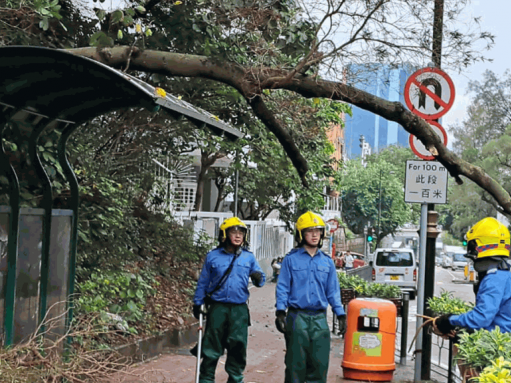 京士柏衛理道10米大樹因天雨倒塌 擊中路邊避雨亭