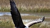 Bald eagle no longer endangered in New Jersey, state officials say