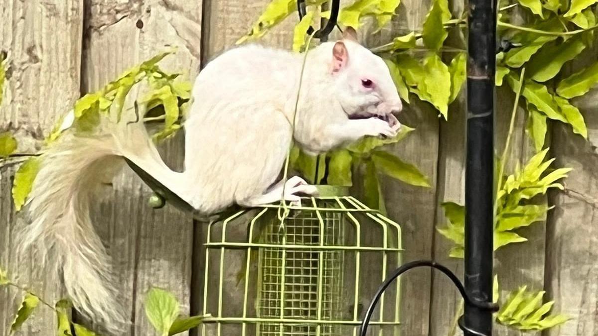 Rare white squirrel in garden mistaken for ferret