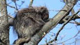 Porcupines are expanding to new parts of Pennsylvania, here's where
