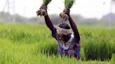 Budget to announce steps to aid crop diversification