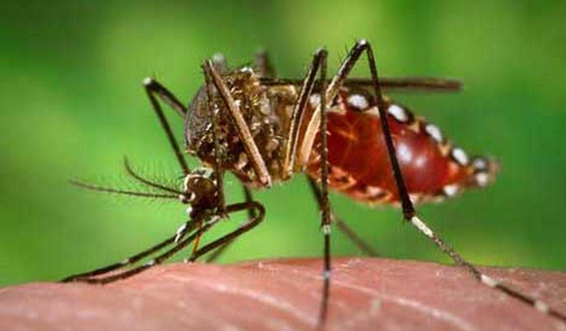 Dengue fever confirmed in Florida Keys as U.S. on watch for rise in mosquito illness