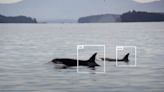 Scientists Are Hoping AI Technology Can Reunite an Orphaned Orca Calf With Her Family