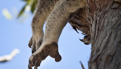 Fact Check: Rumors Say Koala Fingerprints Have Confused Crime-Scene Investigators in Australia. Here's What We Found