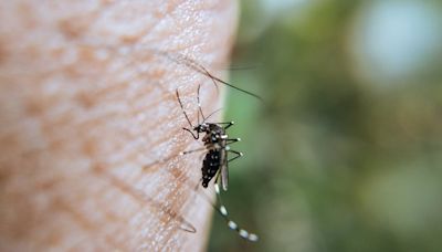Dos nuevos casos de Virus del Nilo Occidental en los Palacios y Coria del Río