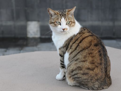 'Old Lady Cat' Carrying Her Adopted Rescue Kitten Up the Cat Tower is Warming Hearts