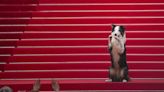 Messi the dog comes to Cannes for an encore