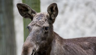 Homeowners in Alaska Delighted When Moose Stops to Play with Their Windchimes