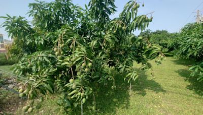 彰化金蜜芒果開花結果率低 今年恐量少價揚