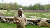 How Greenwich's Versailles Farm planted 3,000 apple trees in a trellised orchard