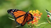 Prepare San Antonio landscape for summer, monarch butterflies