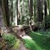 Humboldt Redwoods State Park