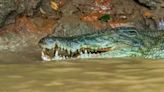 Your smartphone might be linked to crocodile attacks in Indonesia. Here’s how - EconoTimes