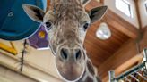 South Dakota zoo euthanizes beloved giraffe after foot injury