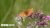 Week to celebrate 'amazing wildlife' in Alderney