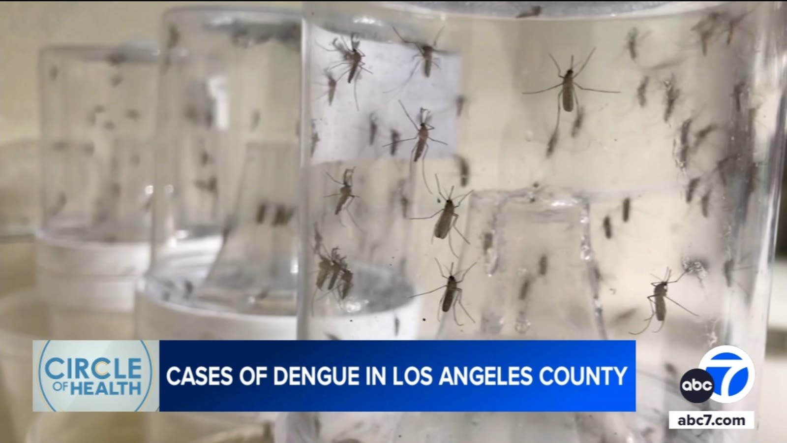 LA County sees unprecedented cluster of locally acquired dengue fever in people bitten by mosquitoes