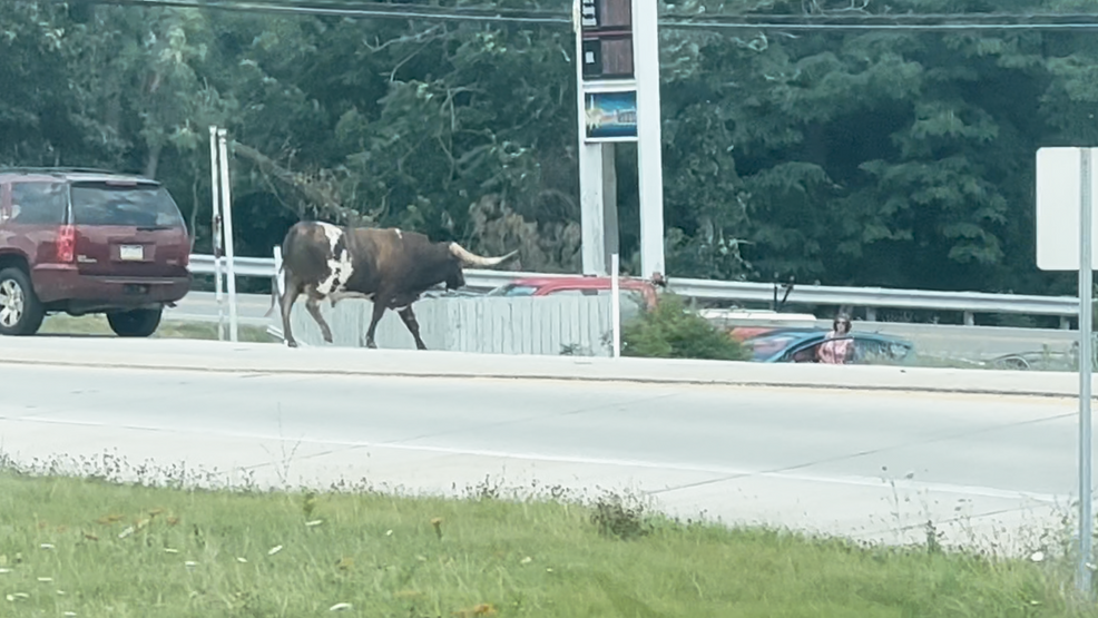 Loose longhorn bull disrupts I-83 traffic in York County, police on scene