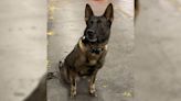 San Augustine County searching for missing K9