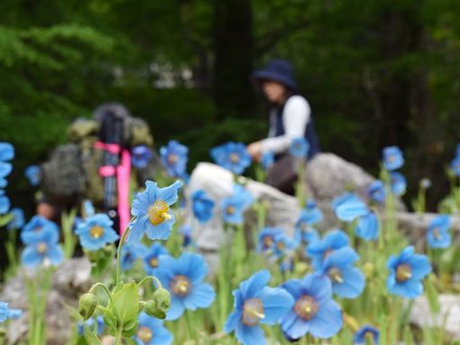 在神戶發現喜馬拉雅秘境之花 藍罌粟洋溢夢幻美 | 蕃新聞
