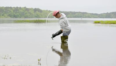 Where not to swim on Cape Cod: Ponds with cyanobacteria advisories or concerns