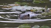 Know your Susquehanna River rats: otters, beavers, groundhogs, muskrats and ... nutria?