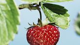 The secret history of strawberries