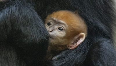 San Diego Zoo welcomes first Francois’ langur baby in five years