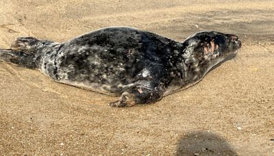 Seal that died after being found in Fenwick Island had been shot. Reward offered for info