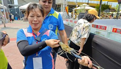 潮州「賽神蝦」！冠軍蝦王成人手臂長 335克大隻佬