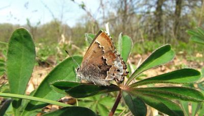 Learn more about Ohio's rare butterflies and how to attract them to your garden