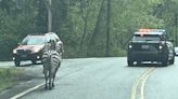 Zebras escape trailer, get loose on highways in Washington state