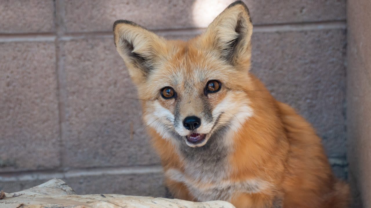 Big Bear wildlife rehab facility evacuates animals due to Line Fire