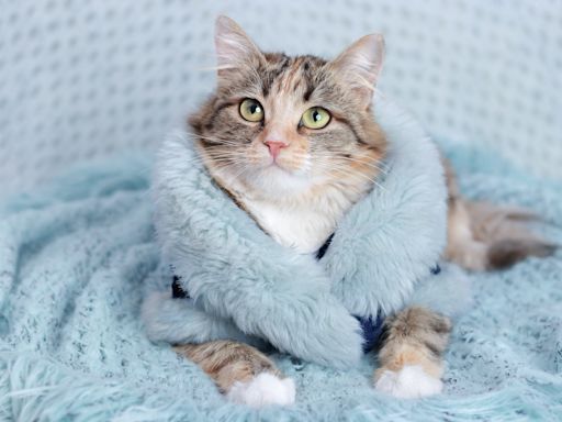 Tabby Cat Begs to Get Dressed Up in Little Outfits and It's the Cutest Thing