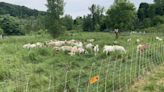 Rosie DiManno: An urban oasis provokes the thought: Maybe it should be Planet of the Goats