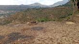 The war on Tigray wiped out decades of environmental progress: how to start again