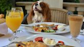 Laughter at moment dog realizes she's made huge mistake at owner's dinner