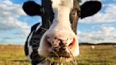 Feds testing ground beef where dairy cows were stricken by bird flu