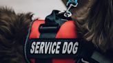 Service Dog Asks for His Mom’s Help With a ‘Crisis’ While at Work