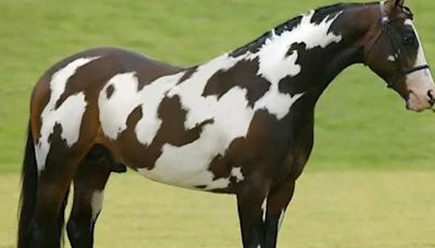 You have the brain of a genius if you spot the second horse in just 11 seconds