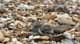 Urgent plea issued to protect birds nesting on Essex beaches