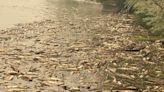 Big fish kill on Klamath River spurred by debris slide from McKinney Fire