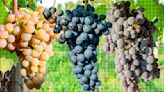 12 Grape Varieties That Were Almost Extinct